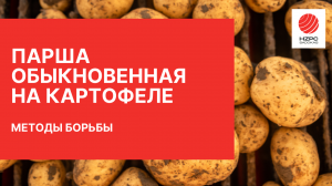 Парша обыкновенная на картофеле: методы борьбы.
