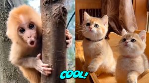 Самые смешные кошки и собаки- Милые животные #9