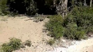 Скажи мне правду атаман  Band ODESSA all