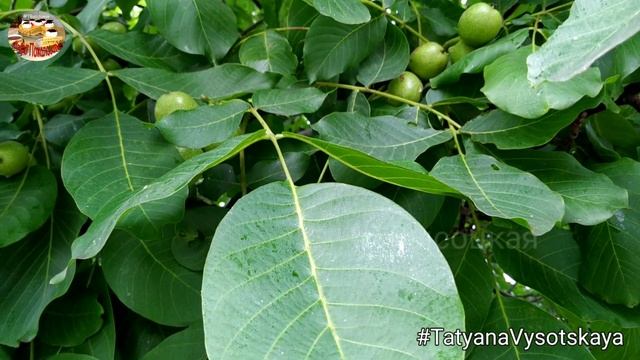 С Днем Святой Троицы! 12 июня 2022. Поздравления и пожелания от души! смотреть онлайн