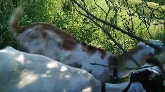 Вытащила козлят за уши. Варила сыр, забыла про корову. Сыр канестрато.