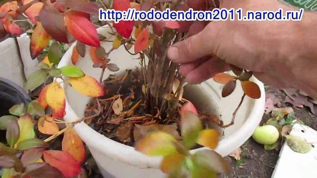 Посадка рододендронов в Подмосковье  Часть 1
