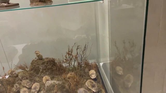 Дарвиновский музей. Самые интересные музеи Москвы. Как интересно провести выходные с ребенком. смотреть онлайн