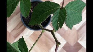 ? Осенняя Посадка Ежевики Сорта Natchez ?