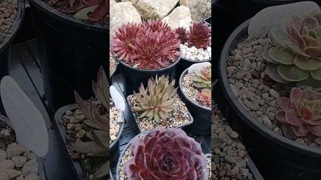 Молодило. Обзор сортов Sempervivum.