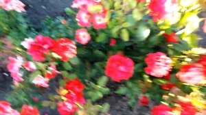 Флорибунда Фаер Кинг (Fire King) на rozapochtoi.ru