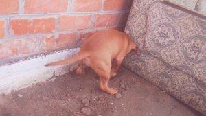 Как приучить собаку к уличному туалету !
