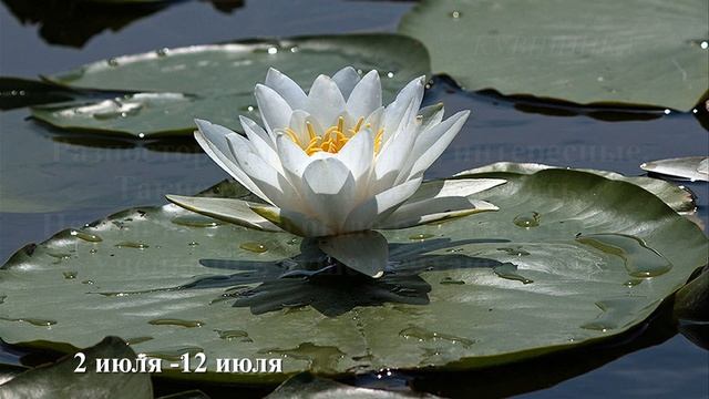 Я целую твои руки смотреть онлайн