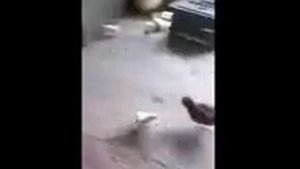 Коры который стоит посмотреть.(4)