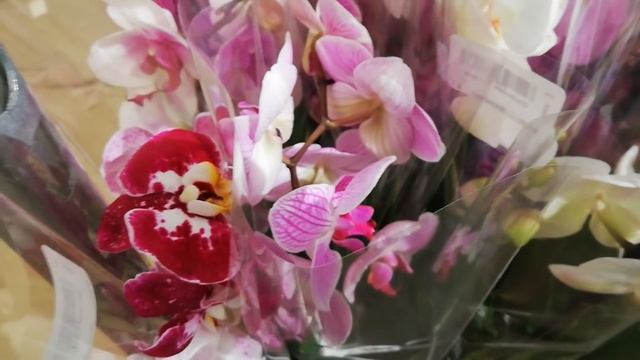 Орхидеи. Новинки Фаленопсисов в jmp. Очень красивые расцветки. смотреть онлайн