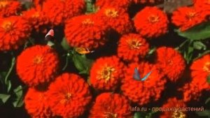 Цинния обыкновенная Скарлет ? обыкновенная цинния Скарлет обзор: как сажать, семена циннии Скарлет