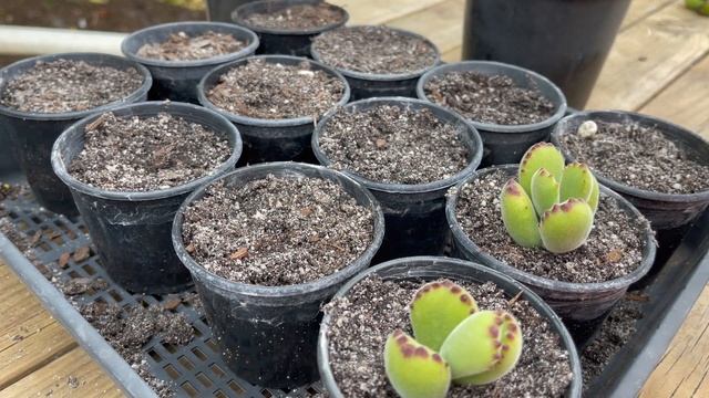 Propagating Cotyledon Tomentosa 'Bear's Paw' смотреть онлайн
