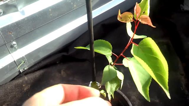 Абрикоса посаженная косточкой. смотреть онлайн