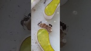 как муравьи живут, какой корм подобрать