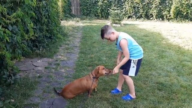 Такса БУД и джек рассел НАЙКИ, наши постояльцы.