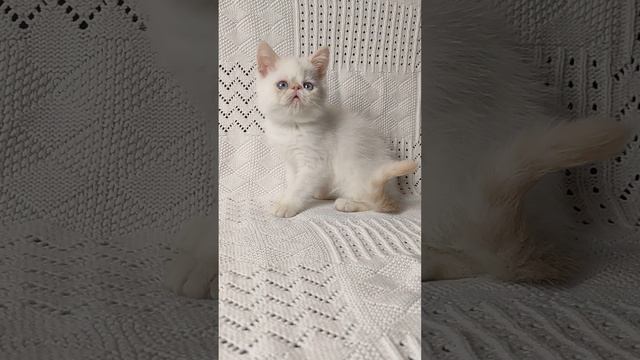 Оренбургский питомник экзотов и персов@ ExoticOrenburg#котята#экзот#перс#кошки#питомник