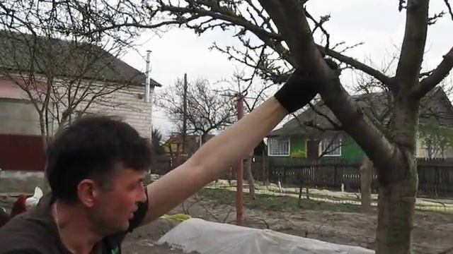 Обработка штамба дерева садовой замазкой собственного изготовления. смотреть онлайн