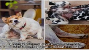 Чем лечить аллергию у собак в домашних условиях