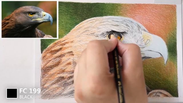 Курс "Живая природа".  3 Урок. Рисуем орла смотреть онлайн