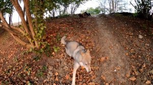 БЫК АТАКУЕТ ! ПИТБУЛЬ Багира защитила! Колобок погнал тоя/потом той Колобка) прогулка на пикник.