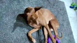 Питомниковый кашель у собак