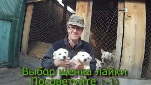 Выбор щенка лайки  Посоветуйте :-))