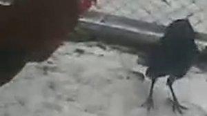 бой петуха и вороны