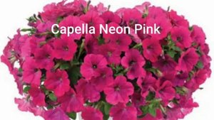 Черенки вегетативных цветов от агрофирмы Виола/ [где заказать черенки]