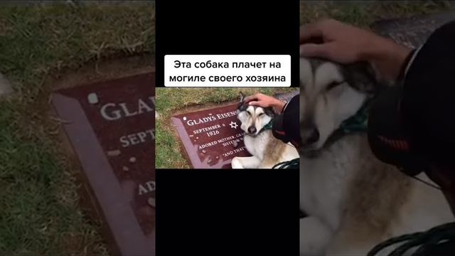 Собака плачет на могиле своего хозяина...