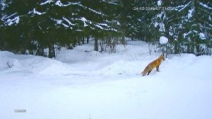 Старая знакомая в цвете.