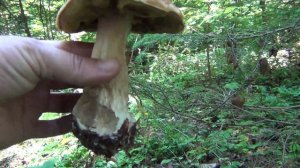 СБОР ГРИБОВ в Калужской области.ЛИСИЧКИ РАСТУТ МАССОВО.Ждём вторую волну белых.