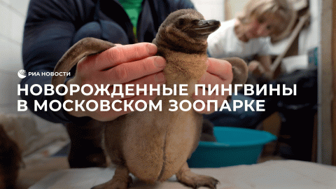 Новорожденные пингвины в Московском зоопарке