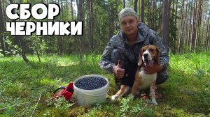 ПОХОД В ЛЕС ЗА ЧЕРНИКОЙ С БИГЛЕМ АРЧИ