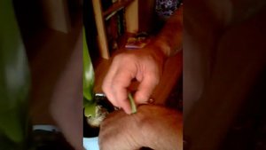 Индийский Лук