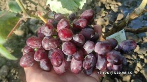 Виноград Каталония Бурдака А  В