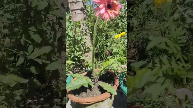 gerbera #flower #blooming #update #gardening