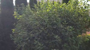 ВСЕ ХОЗЯЙСТВО НА ЖЕНСКИХ ПЛЕЧАХ. Наш очень не ухоженный участок.