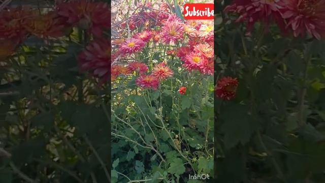 World best flowers #beautifulflowers #jammu #samba #kashmir #tulipgarden смотреть онлайн