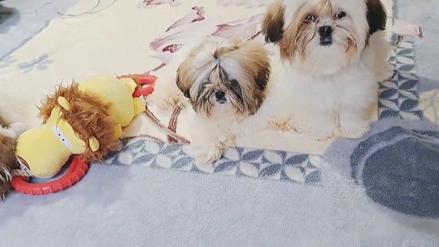 Какие у нас есть щеночки ши-тцу @oksanapyrozhuk1385 #купитьщенка #купитьшитцу #шитцу #ukraine смотреть онлайн