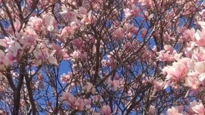 Beautiful Magnolia Scented Flowers