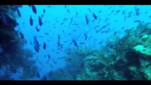 Roatan Scuba Diving September 2012 .mov