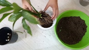 Спатифиллум, как пересадить правильно, подбираем правильный грунт