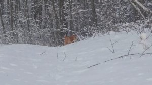 Зима пришла во время