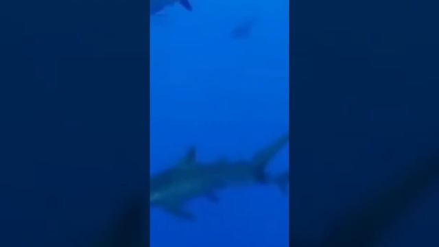 Bull shark, sharks attack eagle shark attack human, facts about sharks, Amazon sharks, animal plane