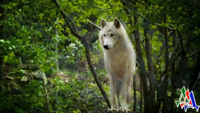 БЕЛЫЙ ВОИН 9. «Раз он появился, значит предстоит бой! Отомщу за деда!» – Мишка сжал кулаки смотреть онлайн
