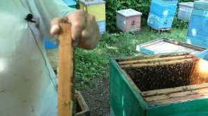 Как выбрать лучший маточник?