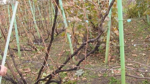 Формировка винограда на беседке. Виноградник Шаламова Николая 2020. смотреть онлайн