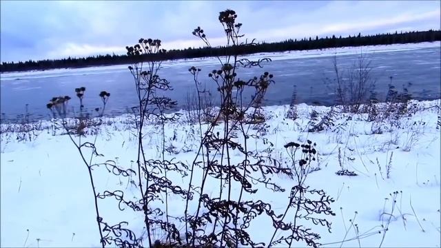 Жуковы//Папа отучился и будет... сидеть дома. А работать этот лодырюга не хо-хо? // Обзор видео// смотреть онлайн