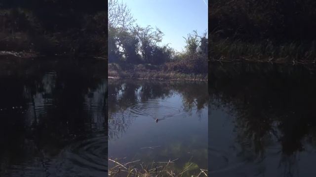 Royal canal Lucan - fishing - Dublin Ireland - 2015