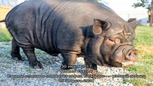Несложное содержание вьетнамских свинок зимой